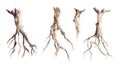 Watercolor Gnarled Roots: Five Small Roots on White Surface Royalty Free Stock Photo