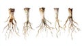 Watercolor Gnarled Roots: Five Small Roots on White Surface Royalty Free Stock Photo