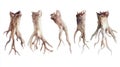 Watercolor Gnarled Roots: Five Small Roots on White Surface Royalty Free Stock Photo