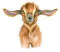 Watercolor Goat head Royalty Free Stock Photo
