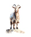 Watercolor goat isolated on white background. Royalty Free Stock Photo