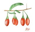 Watercolor Goji berries