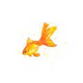 Watercolor gold fish. vector illustration. watercolor gold fish clip art work Royalty Free Stock Photo