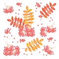 Autumn leaves and red rowanberries. Watercolor set. Hand-drawn art for greeting cards, invitations and interior decoration Royalty Free Stock Photo