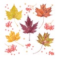 Five autumn maple leaves and red rowan berries. Watercolor art collection of yellow, green, orange and burgundy leaves.