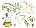 Watercolor and golden sketch set with olive, branch and bottle with oil. Hand painted illustration with berries and