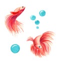 Watercolor goldfish and bubbles, hand painted illustration Royalty Free Stock Photo