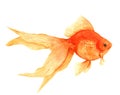 Watercolor goldfish isolated