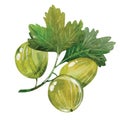 Watercolor gooseberry