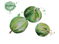 Watercolor gooseberry. Vecor illustration.