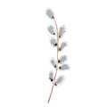 Watercolor gouache hand drawn illustration. Pussy willow branch isolated on white background