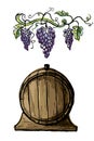 Watercolor grape branches and wine barrel Royalty Free Stock Photo