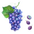 Watercolor grape bunch of dark grapes