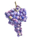 Watercolor grape bunch of green and dark grapes isolated