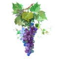 Watercolor grape bunch of green and dark grapes isolated Royalty Free Stock Photo