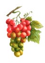 Watercolor grape fruits illustration isolated