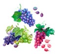 Watercolor grape fruits illustration isolated on white background Royalty Free Stock Photo