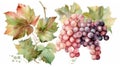 Watercolor Grape Illustrations for Invitations and Scrapbooking.