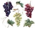 Watercolor grape set