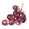 Watercolor grape.