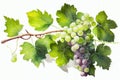 Watercolor grape vines botanical AI generative illustration. Royalty Free Stock Photo