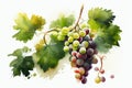 Watercolor grape vines botanical AI generative illustration. Royalty Free Stock Photo