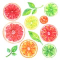 Watercolor grapefruit, orange, lemon, kumquat, lime and green leafs on white background Royalty Free Stock Photo