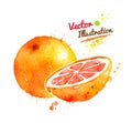 Watercolor grapefruit