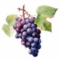 watercolor grapes isolated on white background generative AI