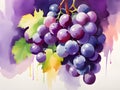 watercolor grapes and leaves. illustration