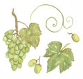 Watercolor Grapes set Clipart, Greenery Wine Leaves clip art, Vineyard, Green Vinery, Fruit Frame, wedding invitation, Card Making