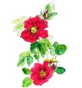 Watercolor graphic color drawing of a rosehip branch with burgundy flowers and concretes on a white background Royalty Free Stock Photo