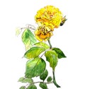 Watercolor graphic color picture branch with flowering yellow rose on a white background Royalty Free Stock Photo