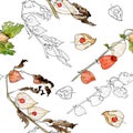 Watercolor and graphic drawings of the branches of physalis