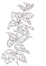 Watercolor graphic sketch spring twig with first foliage