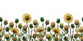 Watercolor graphics Seamless Border of sunflowers flowers on a WIGHT background