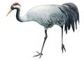 Watercolor gray crane bird on isolated background, drawing illustration