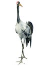 Watercolor gray crane bird on isolated white background, drawing illustration