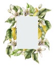 Watercolor gray frame of ripe lemons, leaves, flowers and buds. Hand painted tropical border of fruits isolated on white