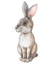 Watercolor gray Hare on white background. Isolated of grey Rabbit.Cute cartoon character. Watercolour Illustration with
