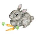 Watercolor gray rabbit illustration cute funny bunny with carrot isolated on white background, card for Easter Royalty Free Stock Photo