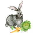 Watercolor gray rabbit illustration cute funny bunny with vegetables carrot isolated on white background, card for Royalty Free Stock Photo