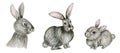 Watercolor gray rabbit illustration set cute funny bunny with carrot isolated on white background, card for Easter Royalty Free Stock Photo
