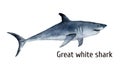 Watercolor great white shark. White death shark isolated on white background. For design, prints, background, t-shirt Royalty Free Stock Photo