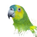 Watercolor with green amazon parrot