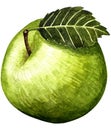 Watercolor green apple fruit whole with leaf closeup. Royalty Free Stock Photo