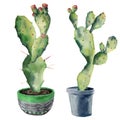 Watercolor green cactuses in a flowerpot. Hand painted opuntia with flowers isolated on white background. Illustration