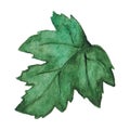 Watercolor green chrysanthemum leaf isolated clip art