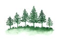 Watercolor green coniferous fir trees and grass