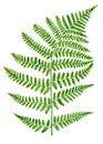 Watercolor green fern leaf isolated on white background. Hand drawn botanical illustration of forest herb. Greenery plant for Royalty Free Stock Photo